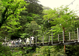 shiratani4