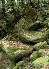 shiratani14