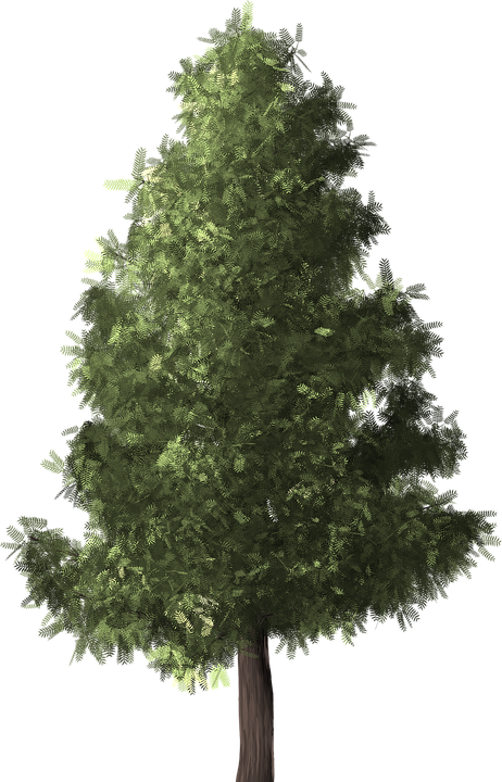 pine-tree