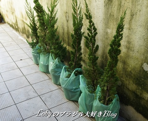 防覗林2