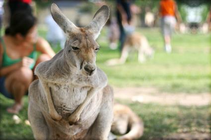 kangaroo-at-melbourne-zoo-11531