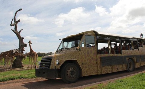 Safari-Bus