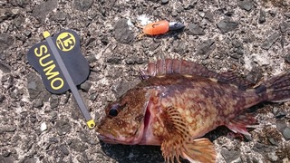 no381_3_20170620_R