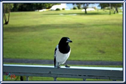 butcher_bird
