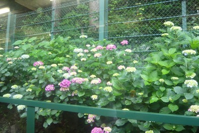 hakone1