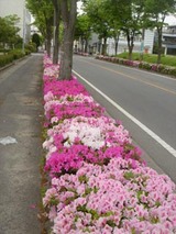 ツツジ1