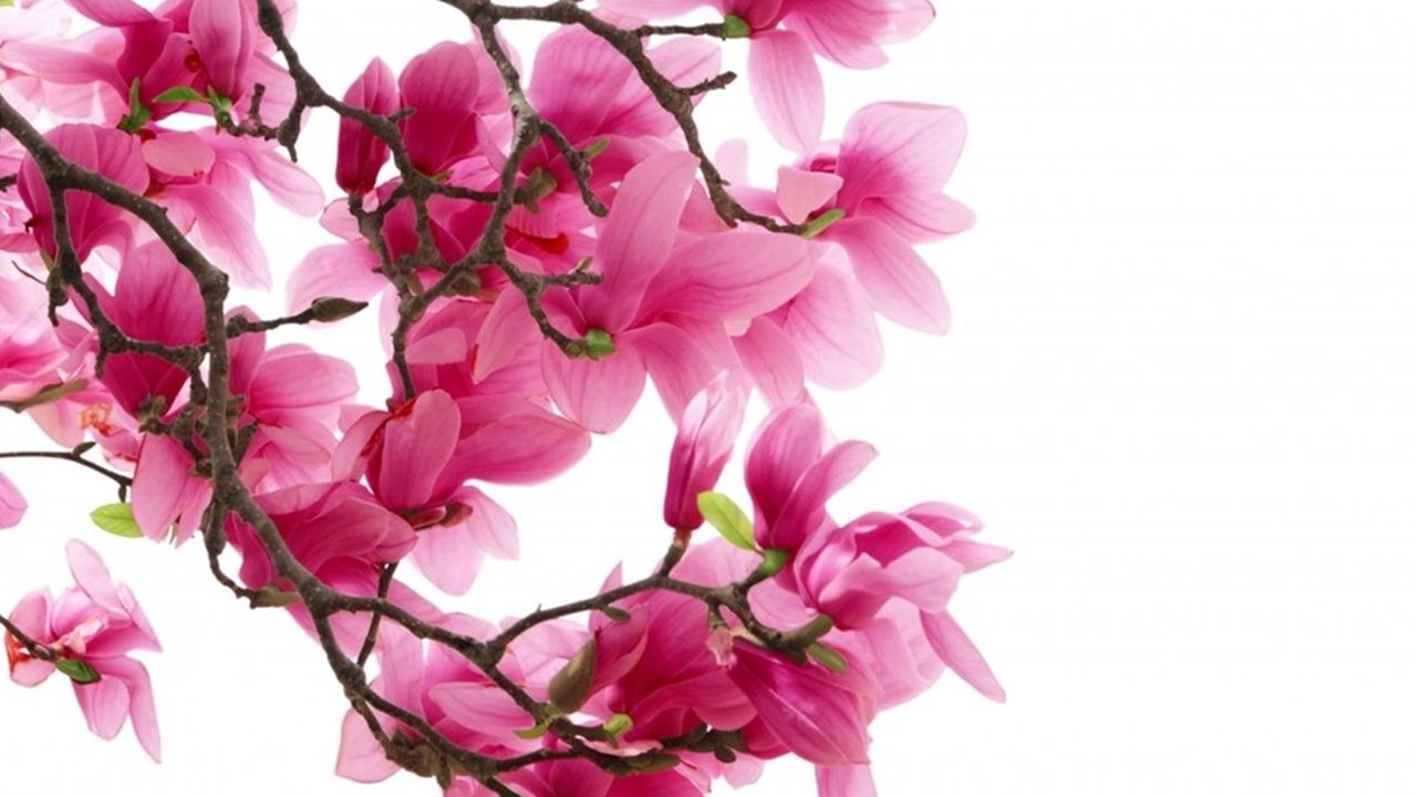 pink magnolia flowers wallpaper full hd tumblr wallpaper hd tumblr