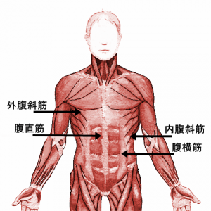 Rectus_abdominis_20160702061515e91s