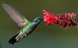 250px-Colibri-thalassinus-001