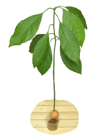 avo-tree-mizudake
