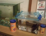 メダカの稚魚