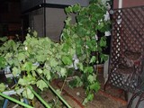 ̵�Ĥʻޤ���