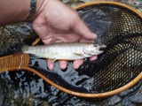 利賀川のイワナ20cm