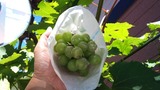 除菌剤噴霧後