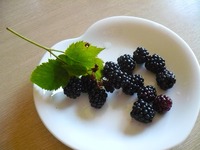 2011_0717121110002