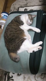 5205382f.jpg