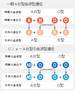 型 生まれる 血液