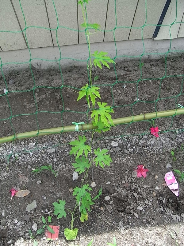RIMG4723