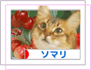 �ˤۤ�֥���¼ ǭ�֥��� ���ޥ��