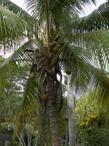 SANY0010
