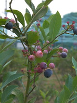 SANY0046