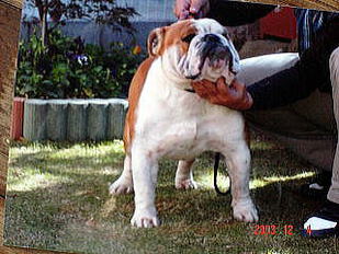 bulldogs%20pictuer%2076068232312