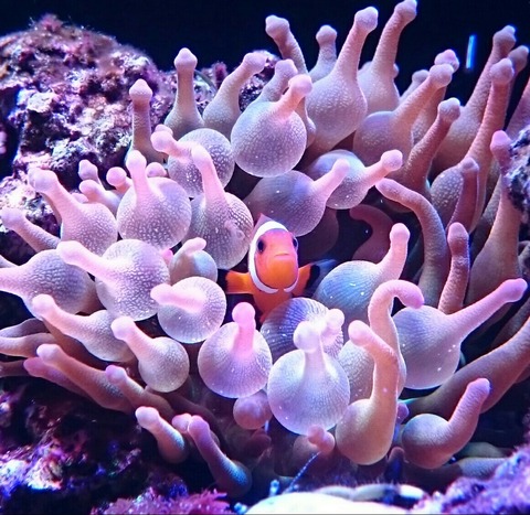 サンゴイソギンチャク : 我が家の小さな水族館