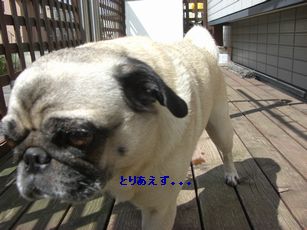 でっき6