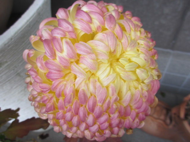 008