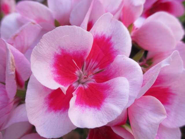 蟹江警察で免許更新 ぶんちゃんの日記