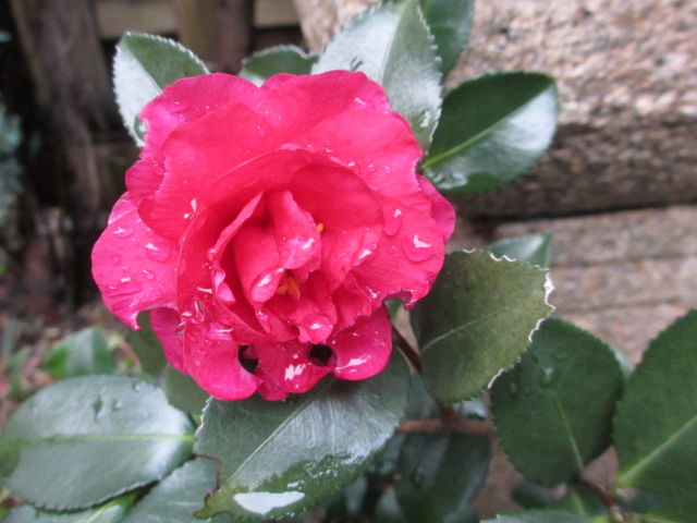 004