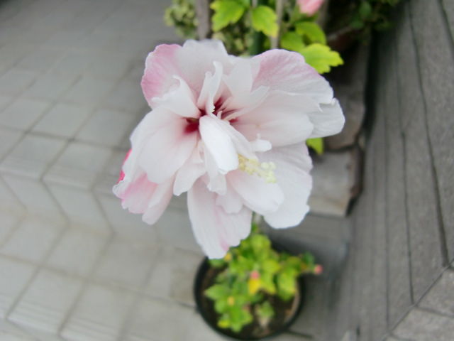005