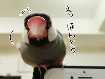 s-CIMG8649