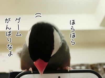 s-CIMG8655