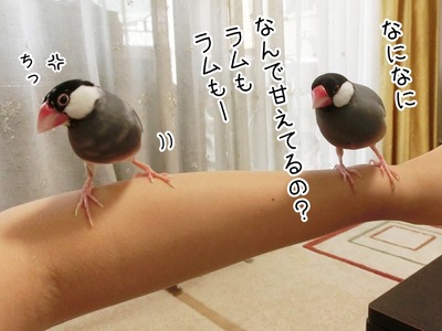 s-CIMG9371
