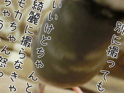 s-CIMG2733