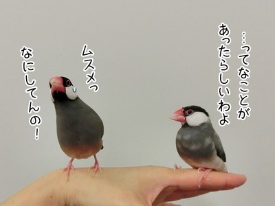 s-CIMG0608