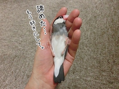 s-CIMG9323
