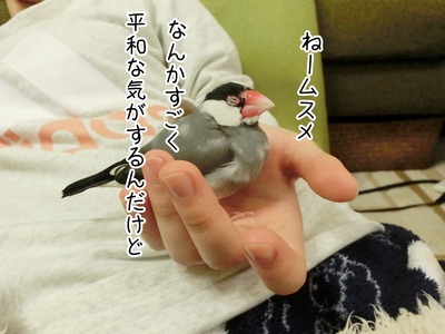 s-CIMG7482