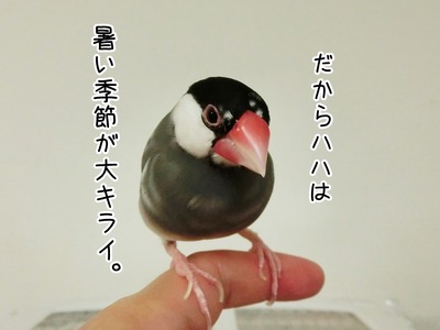 s-CIMG9583