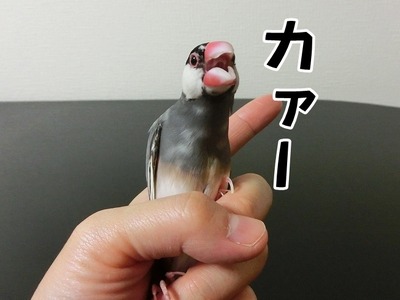 s-CIMG0239
