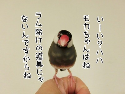s-CIMG8679