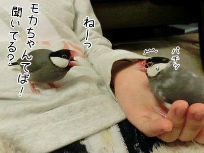 s-CIMG7508