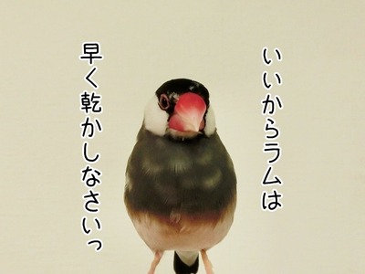 s-CIMG8681