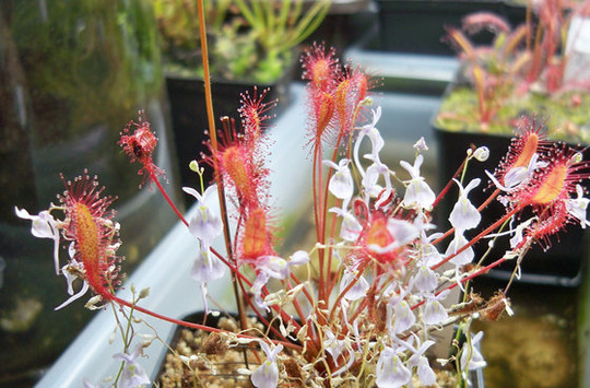 Drosera_affinis_e