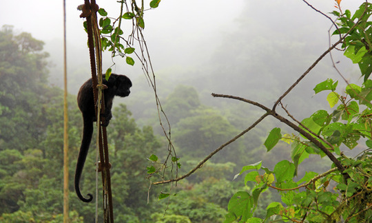 CRV_Main_Monteverde