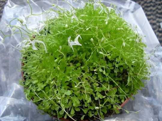 wasserschlauch-utricularia-sandersonii-foto-bild-71422065-1