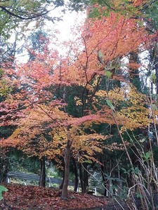 2012-11-26-15-40-19_photo