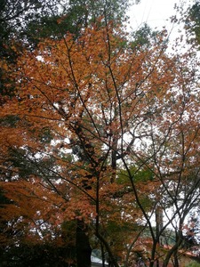 2012-11-26-15-40-02_photo