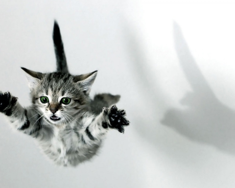 nekosann